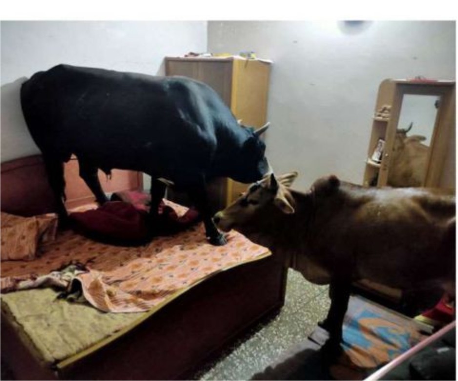 घर के बैडंरूम में घुसे आवारा गाय और सांड