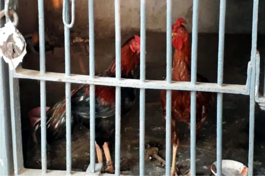 थाने के लाॅकअप में बन्द दो मुर्गे कर जमानत का इन्तजार