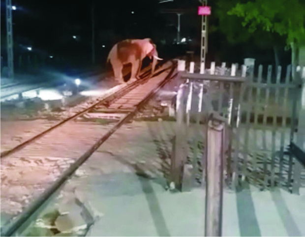 रेलवे स्टेशन टहलने पहुंच दो गजराज, मचा हडकम्प