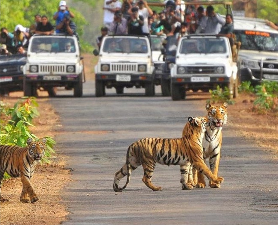 कार्बेट पार्क में सख्तीें - कोरोना रिपोर्ट अनिवार्य