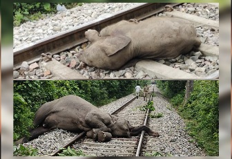 ट्रेन की चपेट में आकर हाथी की दर्दनाक मौत हाथियों ने रोका रास्ता