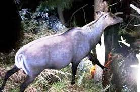 कार की नील गाय से टक्कर महिला की मौत