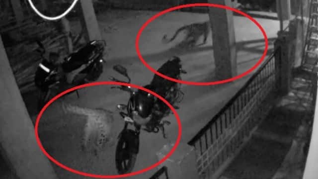 भोजन की तलाश में दो गुलदार पहुचे रेस्टोरेंट