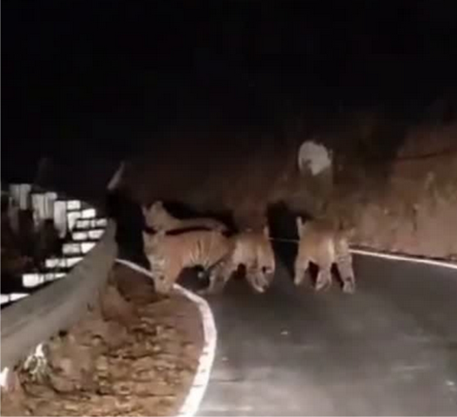 नैनीताल में सड़कों में बाघ चहलकदमी करते हुए दिखे