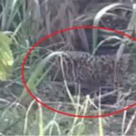 जसपुर: भगवंतपुर गांव में दिखा गुलदार