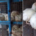 नगर निगम फैसला चैत्र नवरात्र पर 19 मार्च से 27 मार्च तक मांस की बिक्री पूरी तरह प्रतिबंधित