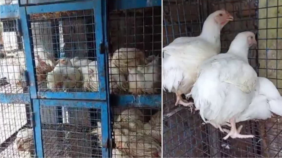 नगर निगम फैसला चैत्र नवरात्र पर 19 मार्च से 27 मार्च तक मांस की बिक्री पूरी तरह प्रतिबंधित